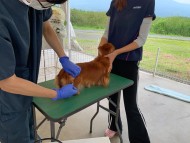 KaninchenDachshund73