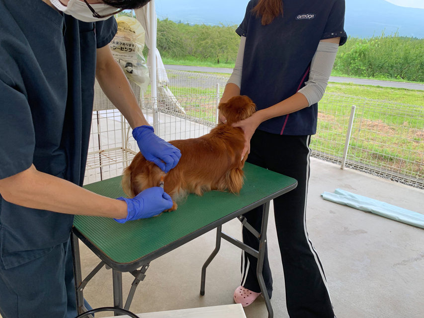狂犬病ワクチン集団接種　マイクロチップ全頭装着