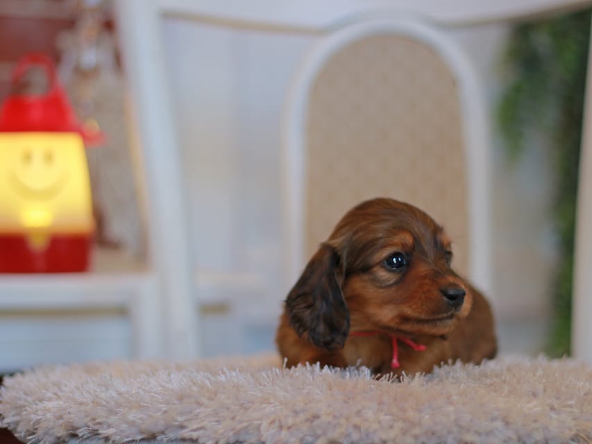 カニンヘン ダックスフンド ミスト&竹千代の子犬 レッド 男の子(3)KaninchenDachshund8098 カニンヘン ダックスフンド ミスト&竹千代の子犬 レッド 男の子(3)
