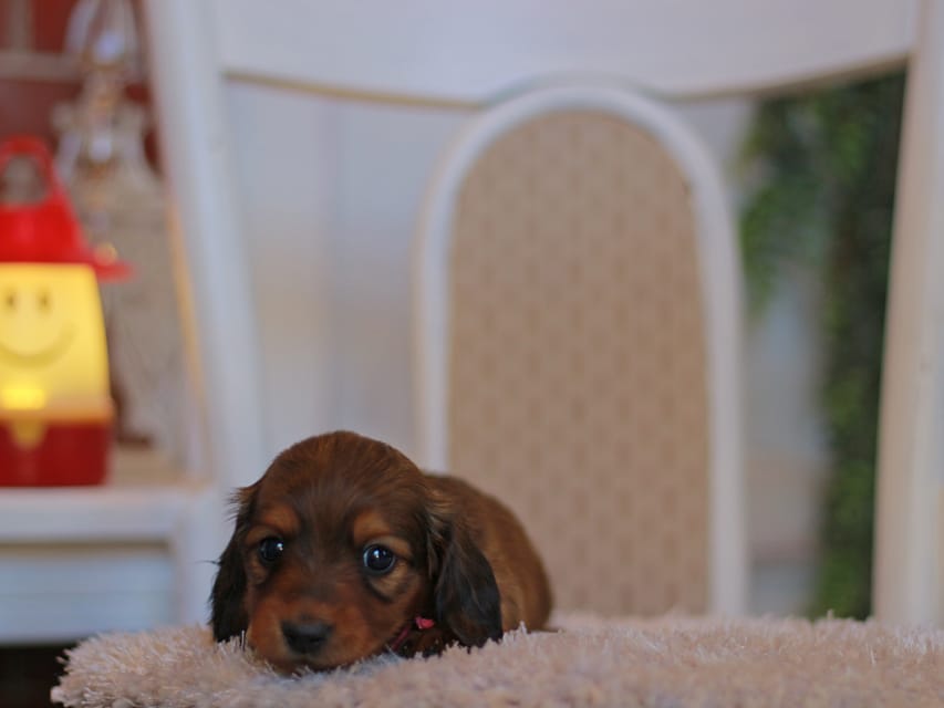 カニンヘン ダックスフンド ミスト&竹千代の子犬 レッド 男の子(3)KaninchenDachshund8108 カニンヘン ダックスフンド ミスト&竹千代の子犬 レッド 男の子(3)