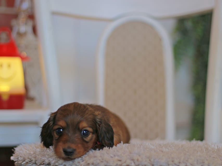 カニンヘン ダックスフンド ミスト&竹千代の子犬 レッド 男の子(3)KaninchenDachshund8109 カニンヘン ダックスフンド ミスト&竹千代の子犬 レッド 男の子(3)
