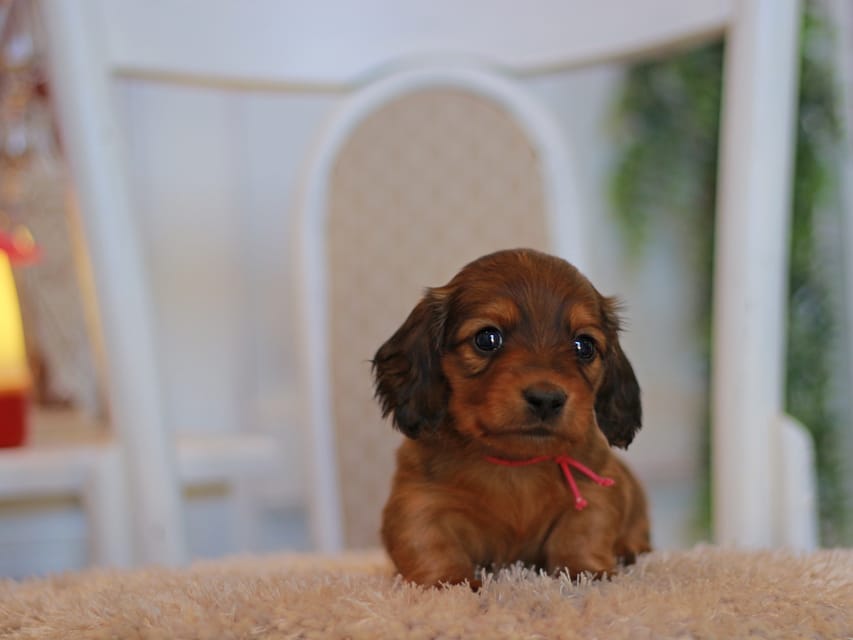カニンヘン ダックスフンド ミスト&竹千代の子犬 レッド 男の子(3)KaninchenDachshund8113 カニンヘン ダックスフンド ミスト&竹千代の子犬 レッド 男の子(3)