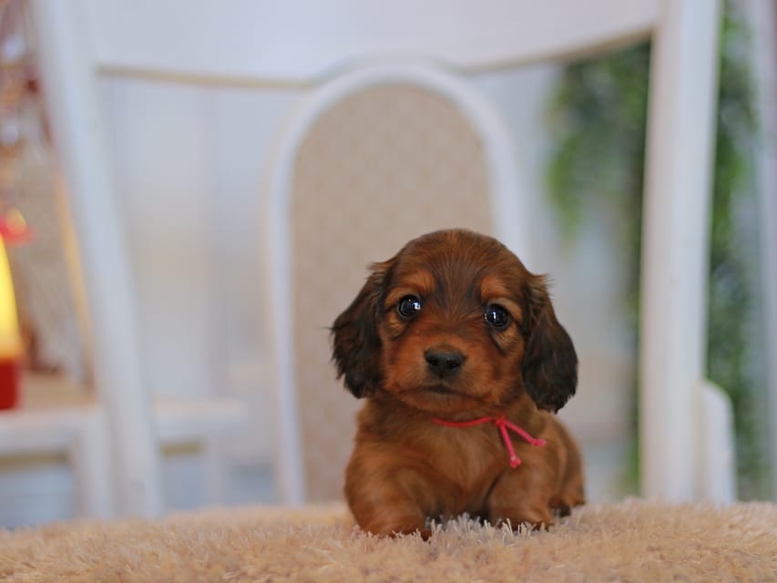 カニンヘン ダックスフンド ミスト&竹千代の子犬 レッド 男の子(3)KaninchenDachshund8114 カニンヘン ダックスフンド ミスト&竹千代の子犬 レッド 男の子(3)
