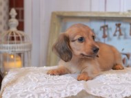 KaninchenDachshund_4960 KaninchenDachshund_4960