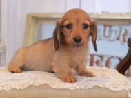 KaninchenDachshund_4964 KaninchenDachshund_4964