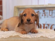 KaninchenDachshund_4967 KaninchenDachshund_4967