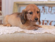 KaninchenDachshund_4970