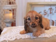 KaninchenDachshund_4984