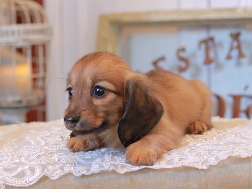 カニンヘン ダックスフンド オリーブ&グローリーの子犬 イエロー（クリーム） 女の子