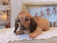 KaninchenDachshund_4987