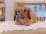 KaninchenDachshund_4988
