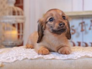 KaninchenDachshund_4996