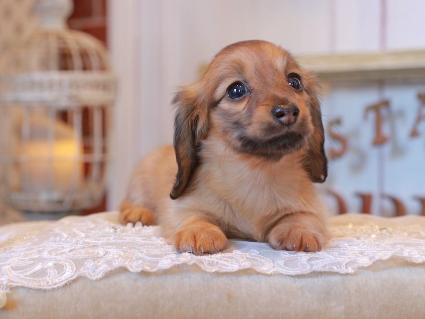 カニンヘン ダックスフンド オリーブ&グローリーの子犬 イエロー（クリーム） 女の子