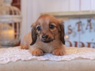 KaninchenDachshund_4997