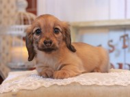 KaninchenDachshund_5002