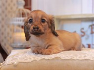 KaninchenDachshund_5003