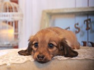 KaninchenDachshund_5004