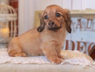 KaninchenDachshund_5022