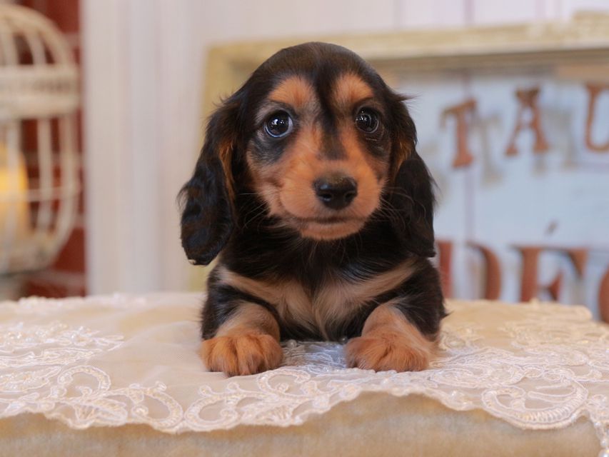 カニンヘン ダックスフンド ラムネ&スルガの子犬 ブラックタン 男の子