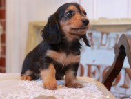 KaninchenDachshund_5050 KaninchenDachshund_5050