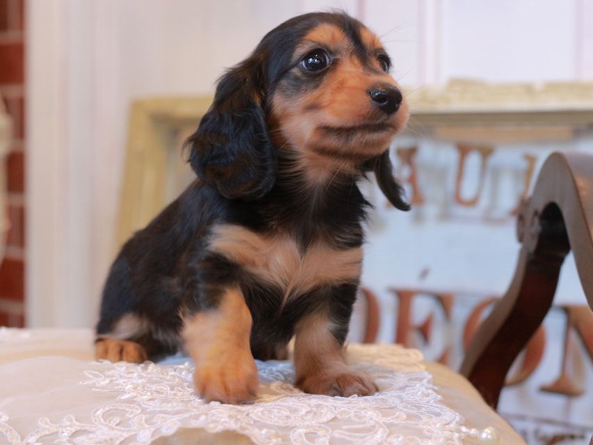 カニンヘン ダックスフンド ラムネ&スルガの子犬 ブラックタン 男の子
