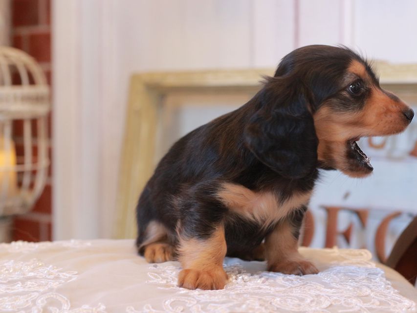 カニンヘン ダックスフンド ラムネ&スルガの子犬 ブラックタン 男の子