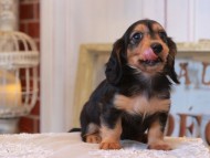 KaninchenDachshund_5056