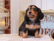 KaninchenDachshund_5058