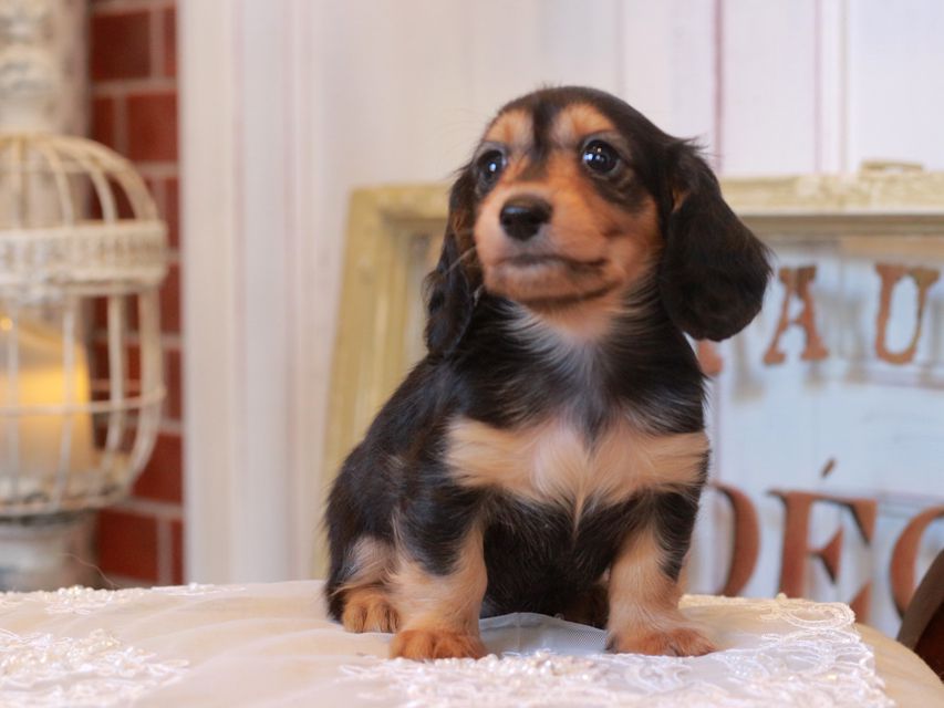 カニンヘン ダックスフンド ラムネ&スルガの子犬 ブラックタン 男の子