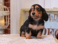 KaninchenDachshund_5061