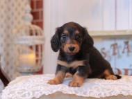 KaninchenDachshund_5066 KaninchenDachshund_5066