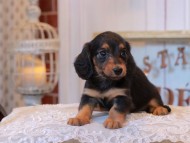 KaninchenDachshund_5067