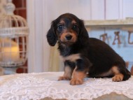 KaninchenDachshund_5071 KaninchenDachshund_5071