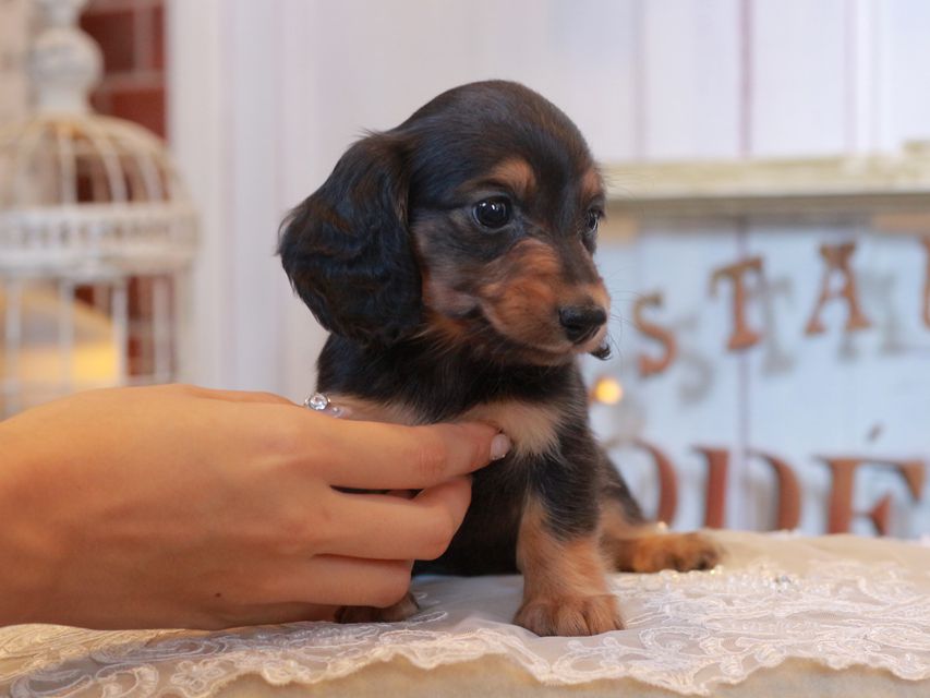 カニンヘン ダックスフンド ラムネ&スルガの子犬 ブラックタン 女の子