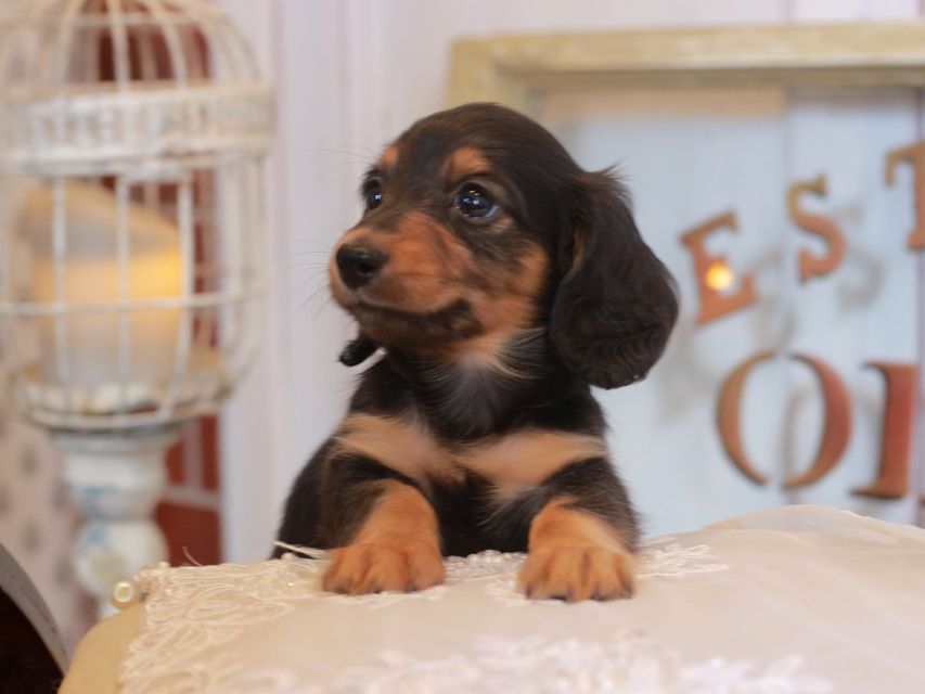 カニンヘン ダックスフンド ラムネ&スルガの子犬 ブラックタン 女の子
