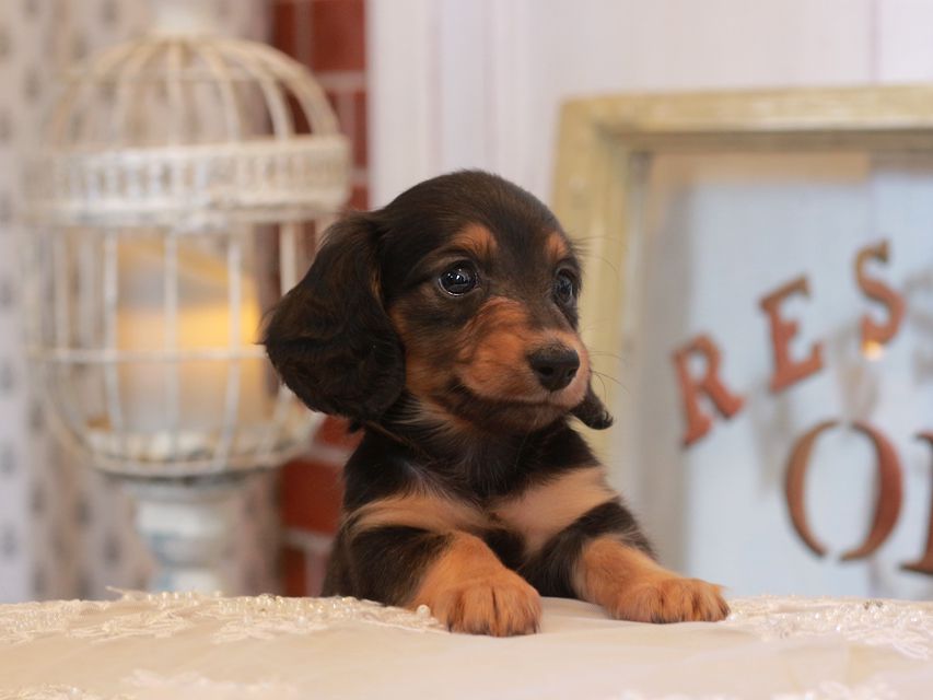 カニンヘン ダックスフンド ラムネ&スルガの子犬 ブラックタン 女の子