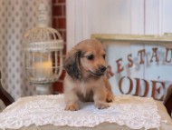 KaninchenDachshund_5094 KaninchenDachshund_5094