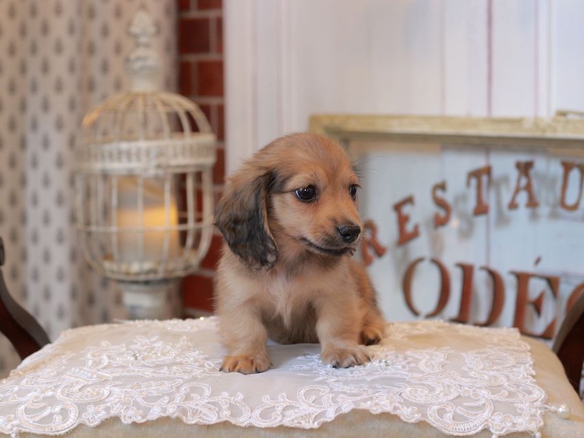 カニンヘン ダックスフンド スワン&パッションの子犬 イエロー（クリーム） 男の子