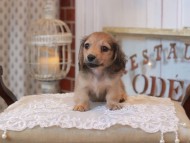 KaninchenDachshund_5095