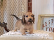 KaninchenDachshund_5105 KaninchenDachshund_5105