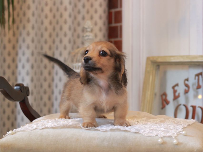 カニンヘン ダックスフンド スワン&パッションの子犬 イエロー（クリーム） 男の子