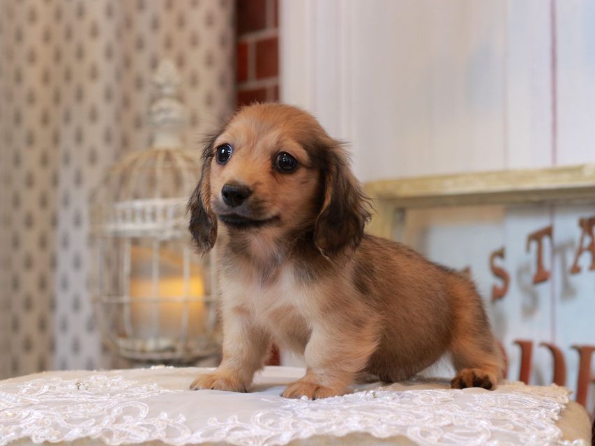 カニンヘン ダックスフンド スワン&パッションの子犬 イエロー（クリーム） 男の子