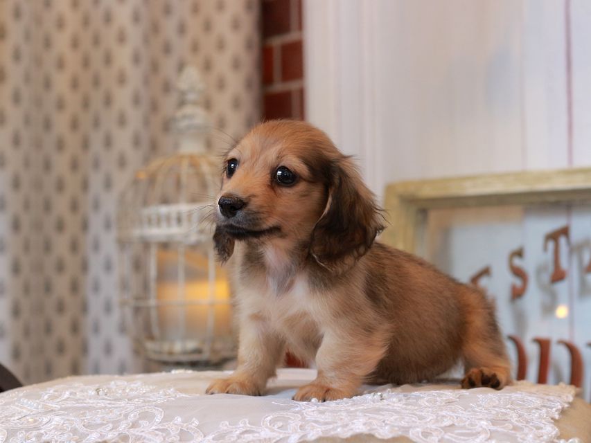 カニンヘン ダックスフンド スワン&パッションの子犬 イエロー（クリーム） 男の子