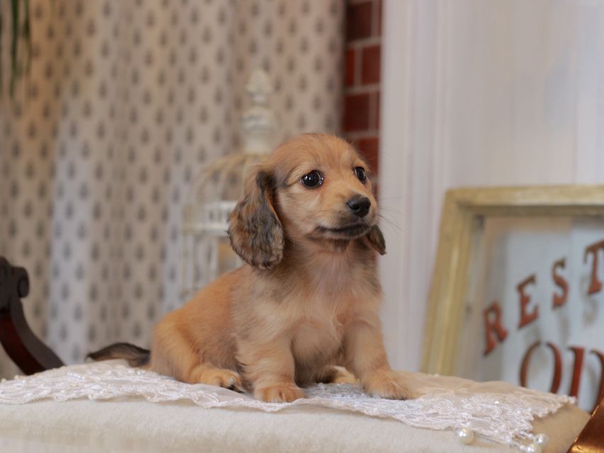 カニンヘン ダックスフンド スワン&パッションの子犬 イエロー（クリーム） 女の子（1）