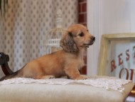 KaninchenDachshund_5131