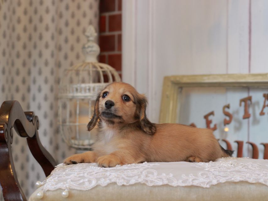 カニンヘン ダックスフンド スワン&パッションの子犬 イエロー（クリーム） 女の子（1）