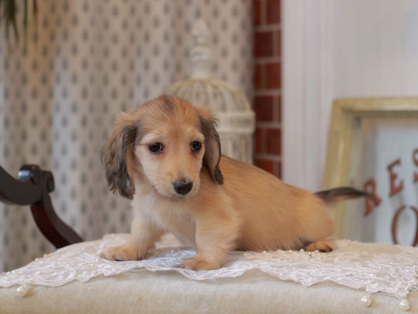 カニンヘン ダックスフンド スワン&パッションの子犬 イエロー（クリーム） 女の子（2）