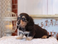 KaninchenDachshund_5182 KaninchenDachshund_5182