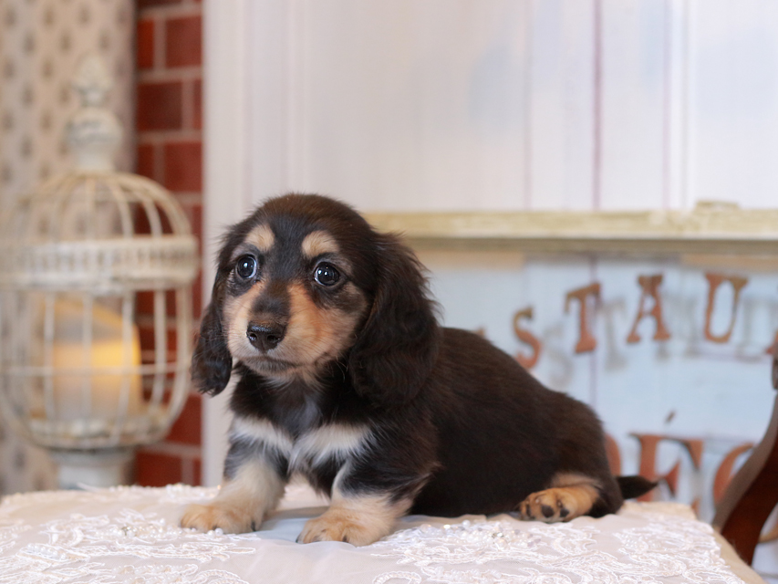 KaninchenDachshund_5186 KaninchenDachshund_5186