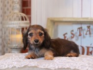 KaninchenDachshund_5203